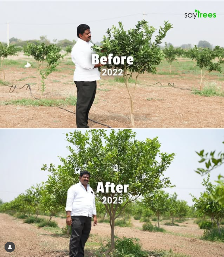 Farmer agroforestry success